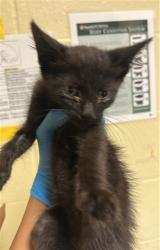 Shelter Stray Male Cat last seen ARMADALE WAY & LA CORUNA DR, 2127 Front St, Sacramento, CA 95818, USA