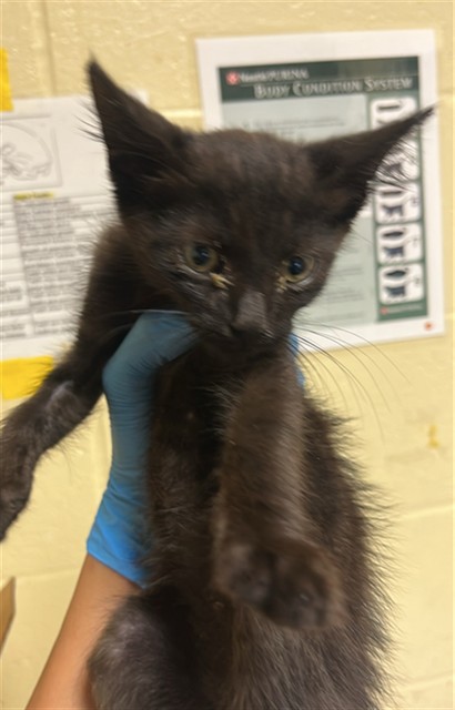 Shelter Stray Male Cat last seen ARMADALE WAY & LA CORUNA DR, 2127 Front St, Sacramento, CA 95818, USA