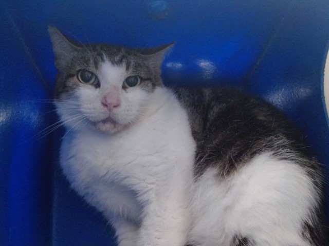 Shelter Stray Male Cat last seen , 2769 Conroy Rd, Orlando, FL 32839, USA
