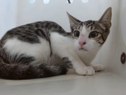 Shelter Stray Female Cat last seen , 2769 Conroy Rd, Orlando, FL 32839, USA