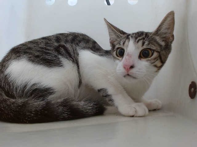 Shelter Stray Female Cat last seen , 2769 Conroy Rd, Orlando, FL 32839, USA