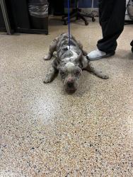 Shelter Stray Male Dog last seen Near BLOCK SW 41 TER, 3599 NW 79th Ave, Doral, FL 33122, USA