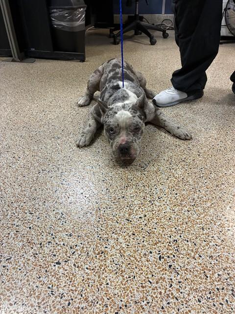 Shelter Stray Male Dog last seen Near BLOCK SW 41 TER, 3599 NW 79th Ave, Doral, FL 33122, USA