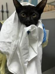 Shelter Stray Female Cat last seen Near BLOCK AND JONES, 655 N Mojave Rd, Las Vegas, NV 89101, USA