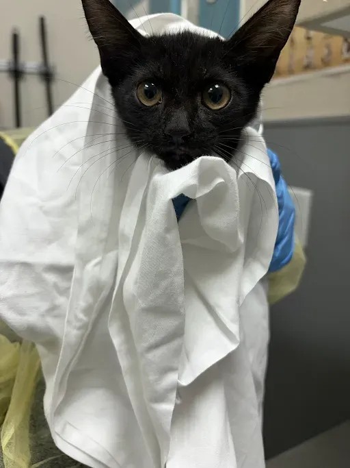 Shelter Stray Female Cat last seen Near BLOCK AND JONES, 655 N Mojave Rd, Las Vegas, NV 89101, USA