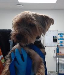 Shelter Stray Male Dog last seen Near BLOCK STANYAN SS / WALLER / HAIGHT, 1419 Bryant St, San Francisco, CA 94103, USA