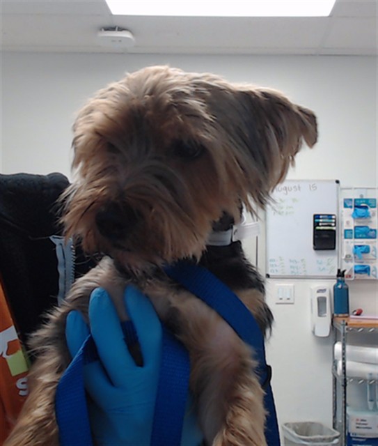 Shelter Stray Male Dog last seen Near BLOCK STANYAN SS / WALLER / HAIGHT, 1419 Bryant St, San Francisco, CA 94103, USA