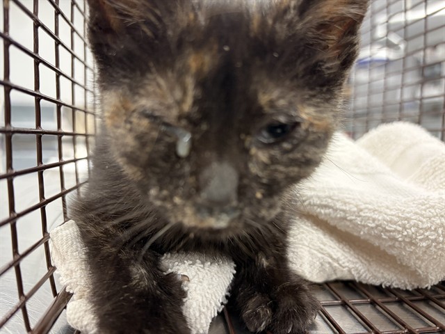 Shelter Stray Female Cat last seen Near BLOCK VISITACION, 1419 Bryant St, San Francisco, CA 94103, USA