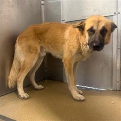 Shelter Stray Male Dog last seen , 38550 Sierra Hwy, Palmdale, CA 93550, USA