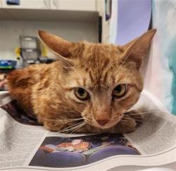 Shelter Stray Male Cat last seen CENTER PKWY / BRUCEVILLE RD, 9150 Union Park Way, Elk Grove, CA 95624, USA
