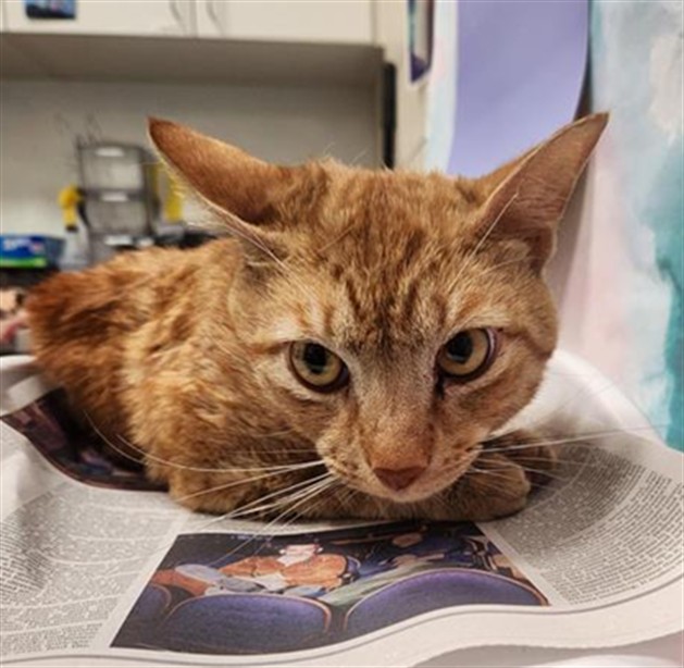 Shelter Stray Male Cat last seen CENTER PKWY / BRUCEVILLE RD, 9150 Union Park Way, Elk Grove, CA 95624, USA
