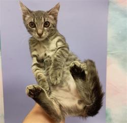 Shelter Stray Male Cat last seen SHELDON RD / E STOCKTON BLVD, 9150 Union Park Way, Elk Grove, CA 95624, USA