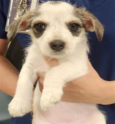 Shelter Stray Female Dog last seen S LAND PARK DR / SUNWOOD WAY, 9150 Union Park Way, Elk Grove, CA 95624, USA