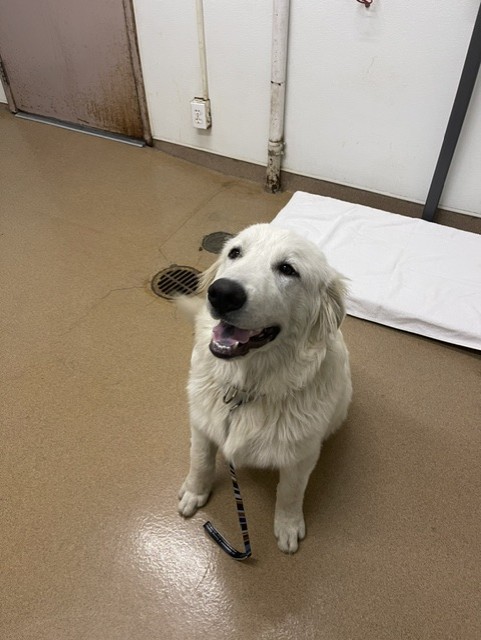 Shelter Stray Male Dog last seen MISSION/C, 16 Barnes Ct, Hayward, CA 94544, USA
