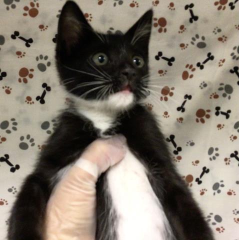 Shelter Stray Female Cat last seen Near BLOCK TRIESAN, JURUPA VALLEY CA 92059, 6851 Van Buren Boulevard, Jurupa Valley, CA 92509, USA
