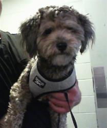 Shelter Stray Male Dog last seen CHARLOTTE, 8315 Byrum Dr, Charlotte, NC 28217, USA