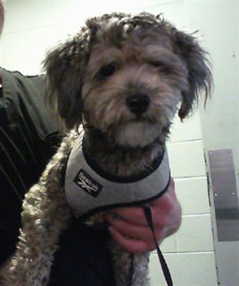 Shelter Stray Male Dog last seen CHARLOTTE, 8315 Byrum Dr, Charlotte, NC 28217, USA