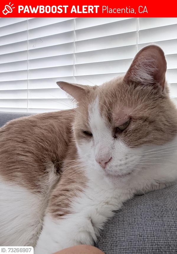 Lost Male Cat last seen Alta Vista & Rose, Placentia, CA 92870