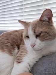 Lost Male Cat last seen Alta Vista & Rose, Placentia, CA 92870
