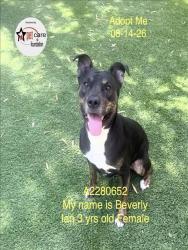 Shelter Stray Female Dog last seen , 1850 W 60th St, Los Angeles, CA 90047, USA