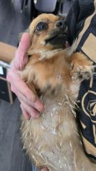 Reunited Female Dog last seen Grove and Rorary, Richardson, TX 75081
