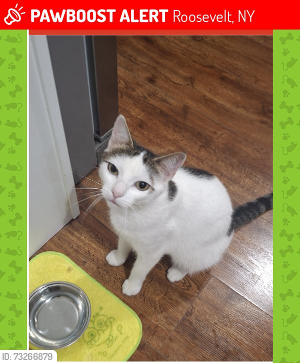 Lost Female Cat last seen Denton Place and Hillman Place, Roosevelt, NY 11575
