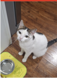 Lost Female Cat last seen Denton Place and Hillman Place, Roosevelt, NY 11575