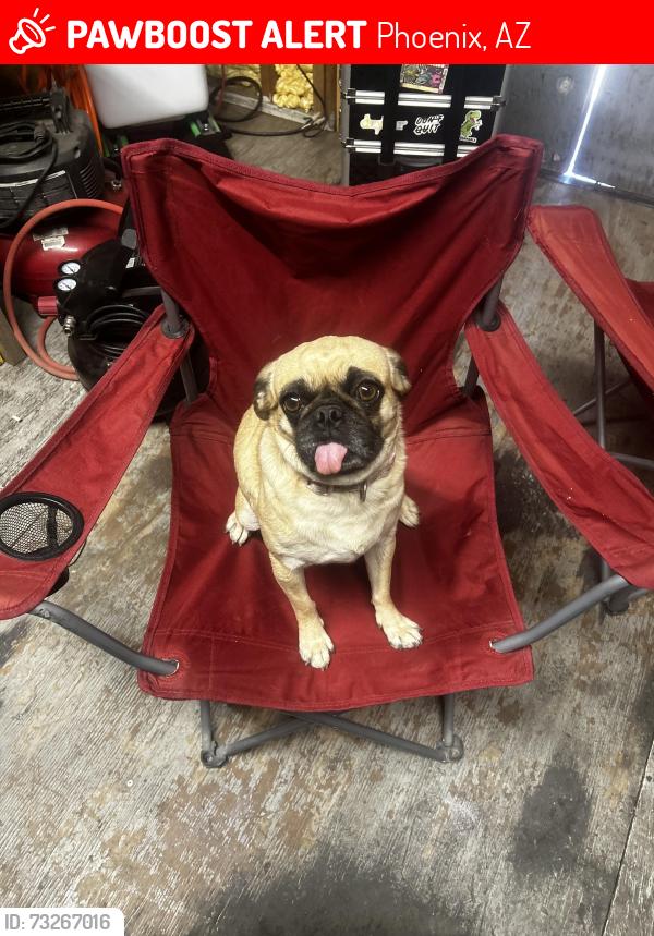Lost Female Dog last seen 69th dr, Phoenix, AZ 85043