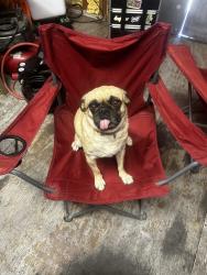 Lost Female Dog last seen 69th dr, Phoenix, AZ 85043
