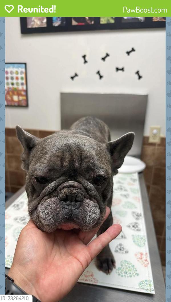 Reunited Female Dog last seen 87th street and Harvard ave, Odessa, TX 79765