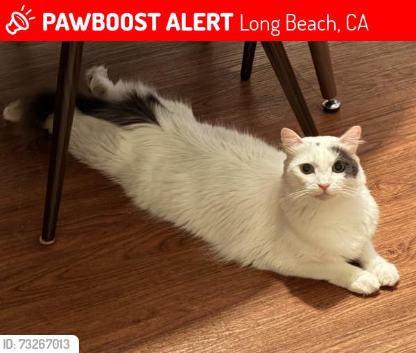 Lost Male Cat last seen 2nd and Paloma, Long Beach, CA 90803