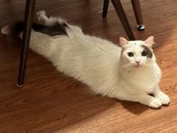 Lost Male Cat last seen 2nd and Paloma, Long Beach, CA 90803