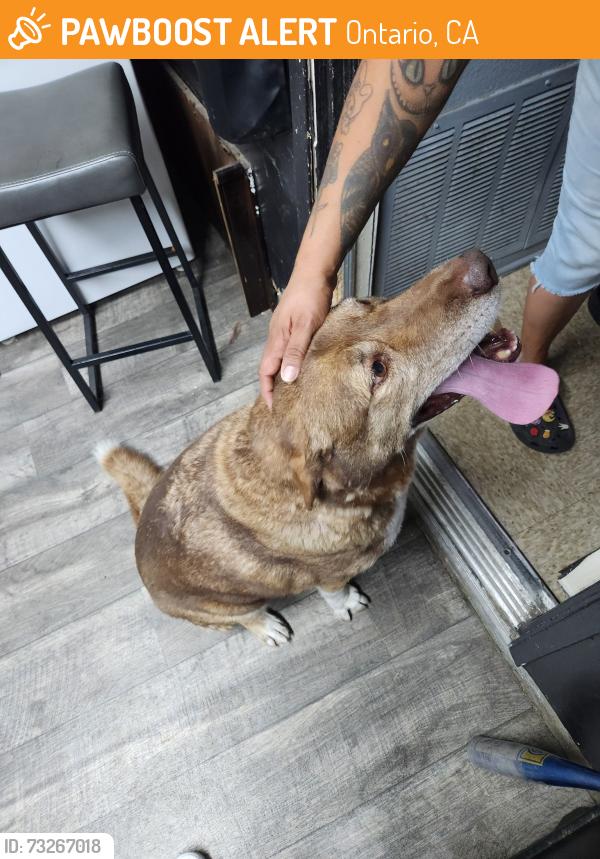 Found/Stray Male Dog last seen S Walker and E Oak Hill, Ontario, CA 91761
