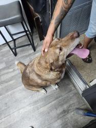 Found/Stray Male Dog last seen S Walker and E Oak Hill, Ontario, CA 91761