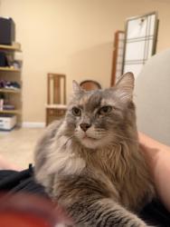 Lost Female Cat last seen Near mintz lane, Ellicott City, MD 21043