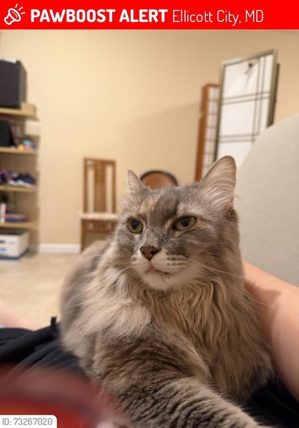 Lost Female Cat last seen Near mintz lane, Ellicott City, MD 21043