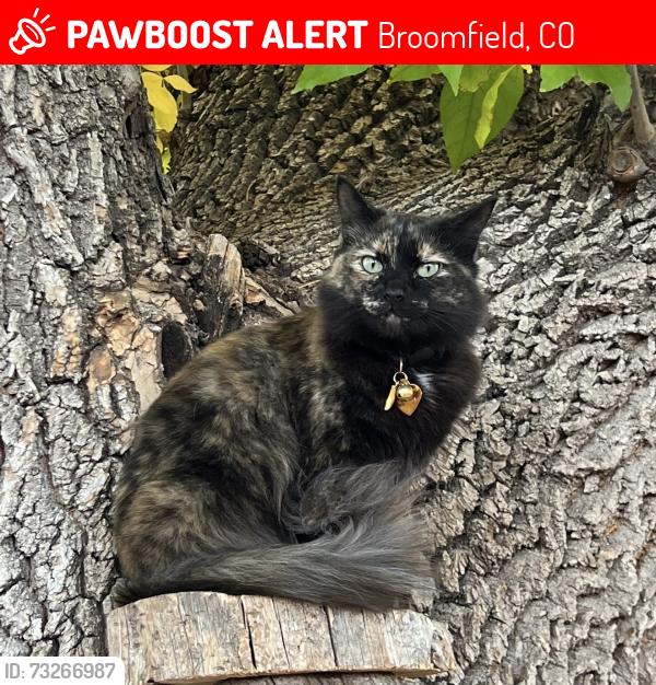 Lost Female Cat last seen Kohl St. W 8th Ave Dr. South of Kohl Elementary, Broomfield, CO 80020