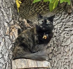 Lost Female Cat last seen Kohl St. W 8th Ave Dr. South of Kohl Elementary, Broomfield, CO 80020