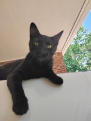 Lost Female Cat last seen Dutch Bros Coffee Collierville TN, Collierville, TN 38017