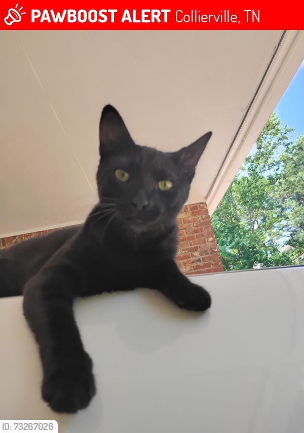 Lost Female Cat last seen Dutch Bros Coffee Collierville TN, Collierville, TN 38017