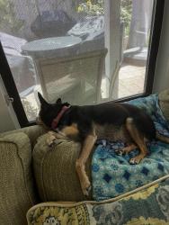 Reunited Female Dog last seen Beechnut and Fondren, Houston, TX 77074