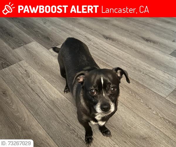Lost Male Dog last seen Outside, Lancaster, CA 93535