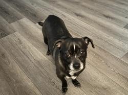 Lost Male Dog last seen Outside, Lancaster, CA 93535