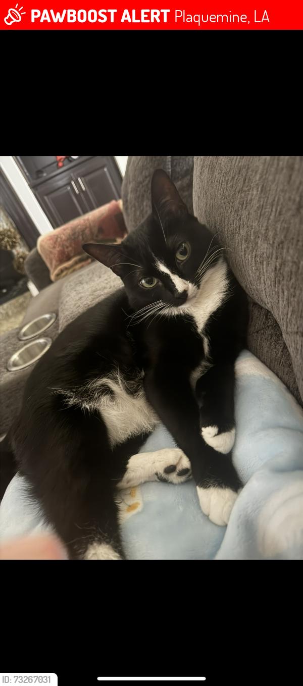 Lost Female Cat last seen Curve on Tenant road, Plaquemine, LA 70764