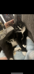 Lost Female Cat last seen Curve on Tenant road, Plaquemine, LA 70764
