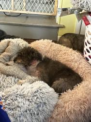 Reunited Female Dog last seen Baltimore street, Phillipsburg, NJ 08865