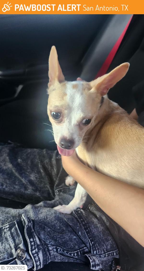 Found/Stray Female Dog last seen Highway on 410 and Ingram, San Antonio, TX 78238