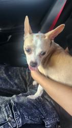 Found/Stray Female Dog last seen Highway on 410 and Ingram, San Antonio, TX 78238