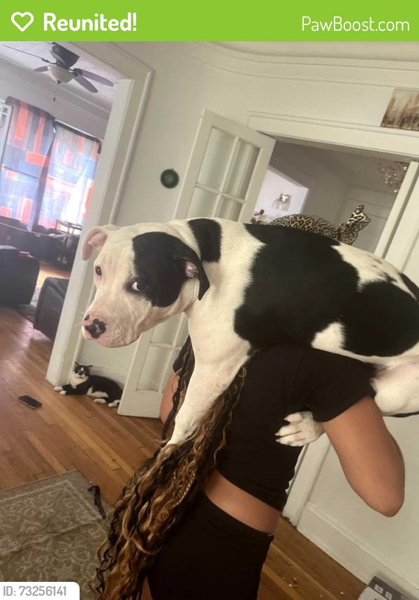 Reunited Male Dog last seen North Coast family foundation, Cleveland, OH 44109