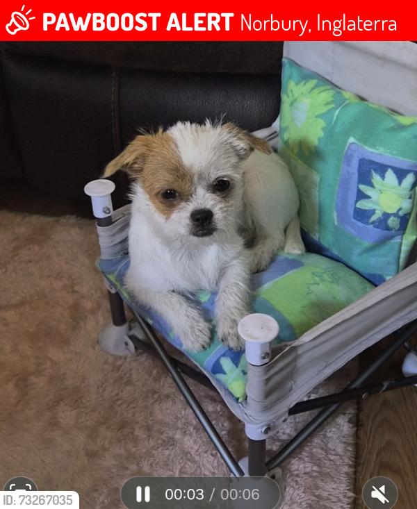 Lost Female Dog last seen On London Road in Norbury by the Po, Norbury, Inglaterra 